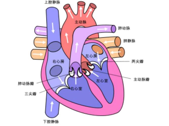 心脏和血管