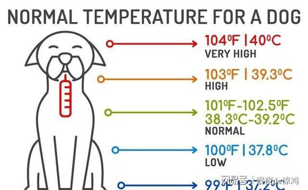 猫咪体温多少正常