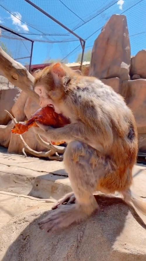 猴子吃肉吗