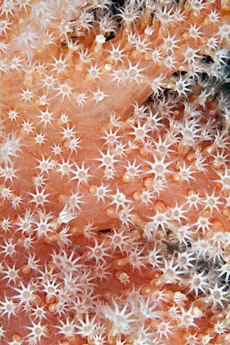 珊瑚虫图片欣赏