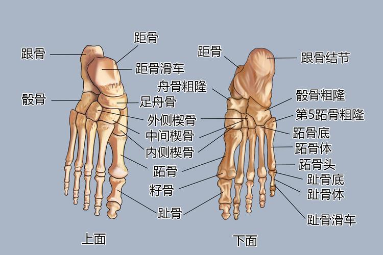 脚部骨头结构图