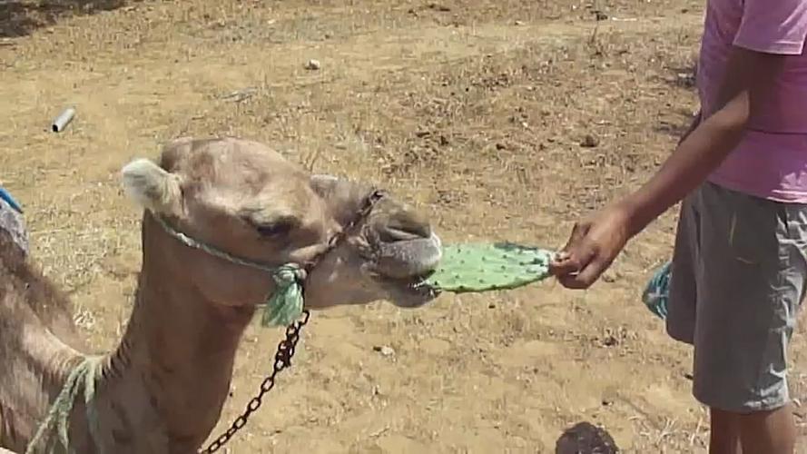 骆驼吃仙人掌解压视频
