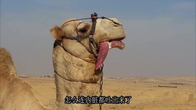 骆驼吃仙人掌3d演示