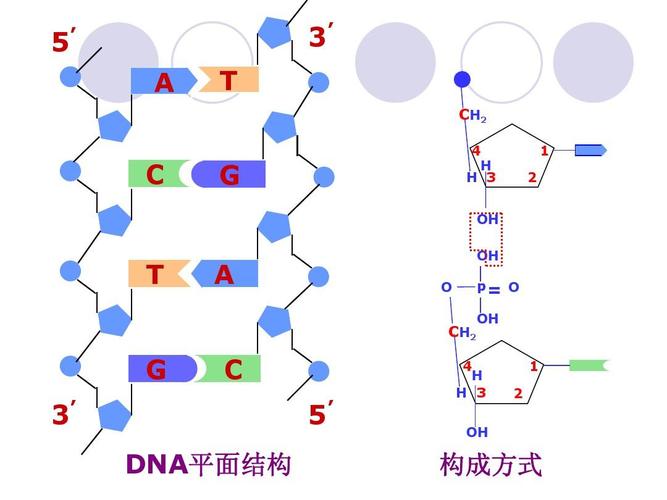 dna的分子结构