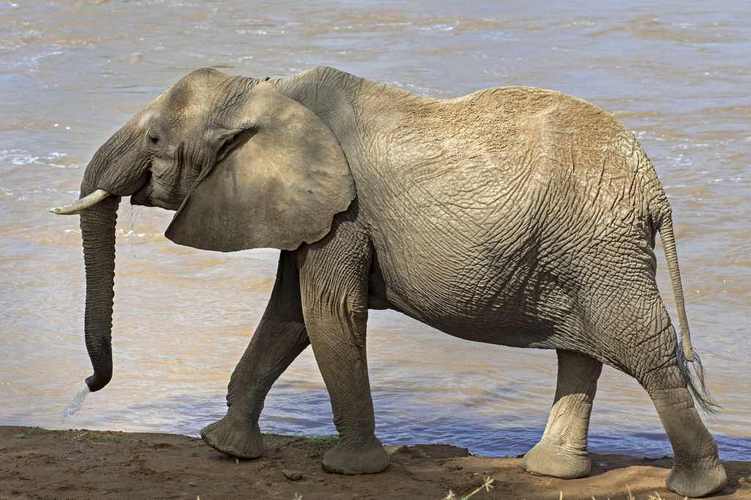 世界上最大的大象的相关图片