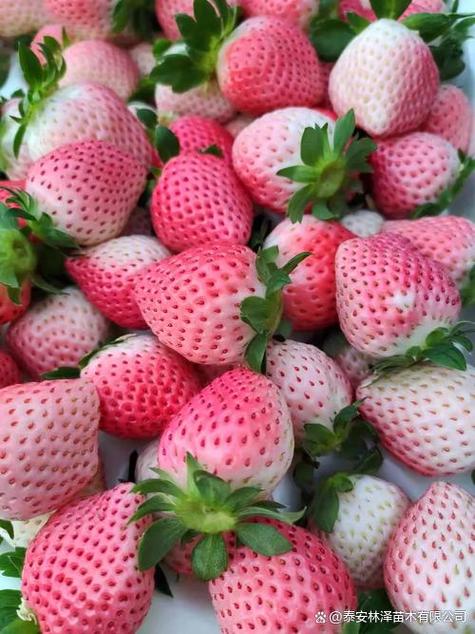 哪种草莓品种好吃的相关图片