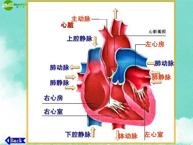 心脏和血管的相关图片