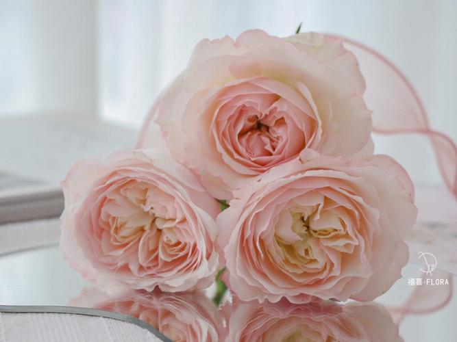 粉色玫瑰花代表什么意思的相关图片